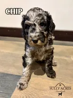 Chip, a male Poodle - Standard  for sale in Lore City, OH – Photo 1 of 8