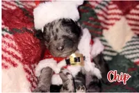 Chip, a male Poodle - Standard  for sale in Lore City, OH – Photo 8 of 8