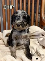 Chip, a male Poodle - Standard  for sale in Lore City, OH – Photo 3 of 8