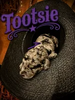 Tootsie, a female Poodle - Standard  for sale in Lore City, OH – 3 of 9