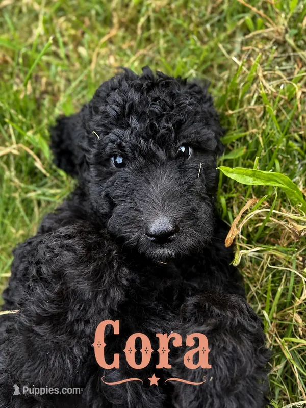Cora – Poodle - Standard  puppy for sale in Lore City, OH