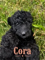 Cora, a female Poodle - Standard  for sale in Lore City, OH – 1 of 8