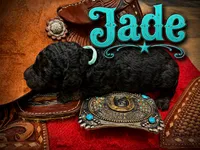Jade, a female Poodle - Standard  for sale in Lore City, OH – 4 of 8