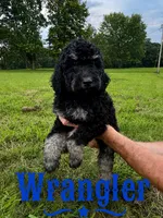 Wrangler, a male Poodle - Standard  for sale in Lore City, OH – 8 of 9