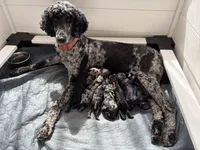 Jade, a female Poodle - Standard  for sale in Lore City, OH – 8 of 8