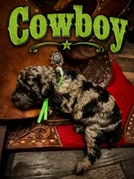 Cowboy, a male Poodle - Standard  for sale in Lore City, OH – 6 of 8