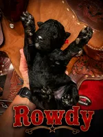 Rowdy, a male Poodle - Standard  for sale in Lore City, OH – 4 of 9