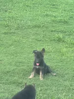 Jax, a male German Shepherd Dog for sale in Jacksonville, AR – 6 of 10