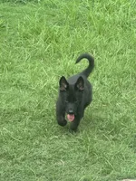 Jax, a male German Shepherd Dog for sale in Jacksonville, AR – 7 of 10