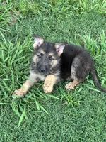 Jax, a male German Shepherd Dog for sale in Jacksonville, AR – 5 of 10
