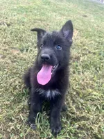 Jax, a male German Shepherd Dog for sale in Jacksonville, AR – 3 of 10