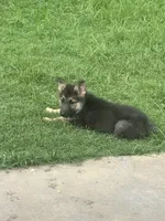 Jax, a male German Shepherd Dog for sale in Jacksonville, AR – 4 of 10