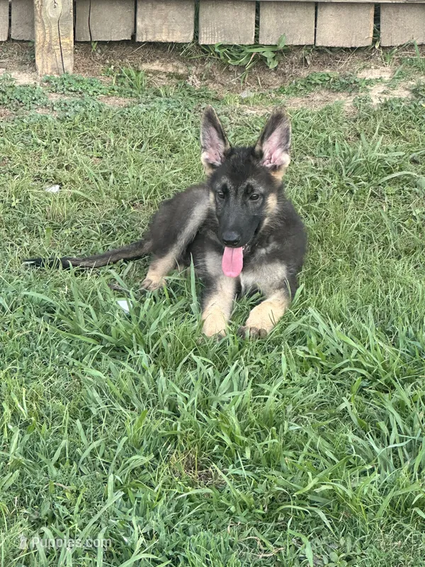 Jax – German Shepherd Dog puppy for sale in Jacksonville, AR