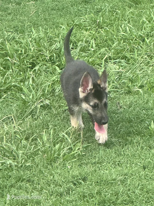 Jax – German Shepherd Dog puppy for sale in Jacksonville, AR