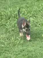 Jax, a male German Shepherd Dog for sale in Jacksonville, AR – 1 of 10