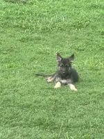 Jax, a male German Shepherd Dog for sale in Jacksonville, AR – 9 of 10