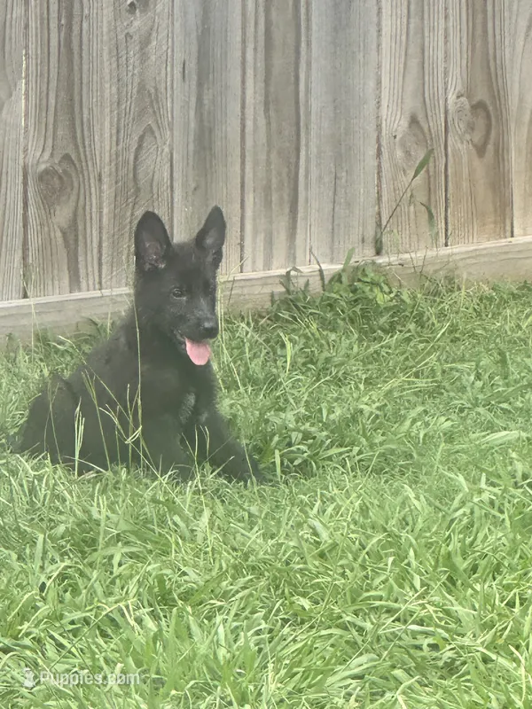 Jax – German Shepherd Dog puppy for sale in Jacksonville, AR