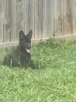 Jax, a male German Shepherd Dog for sale in Jacksonville, AR – 2 of 10