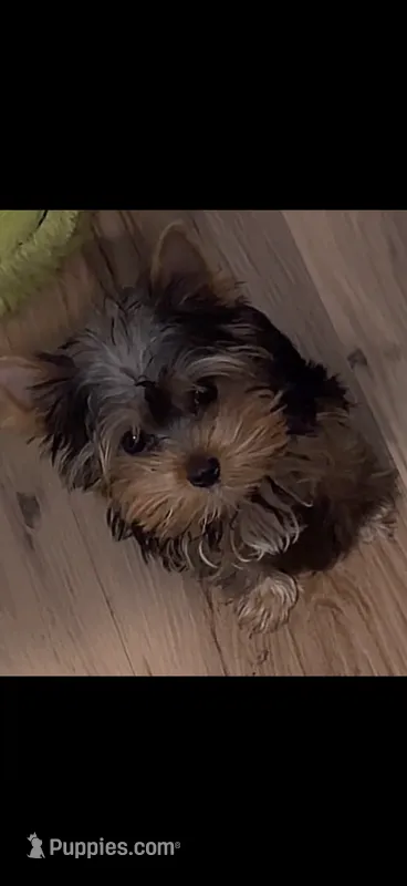 Milo – Yorkshire Terrier puppy for sale in Chicago, IL