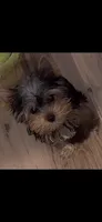 Milo, a male Yorkshire Terrier for sale in Chicago, IL – 1 of 1