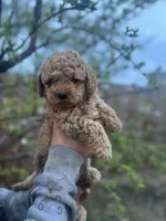 Milo, a male Maltipoo and Poodle - Toy  for sale in Manteca, CA – 4 of 7
