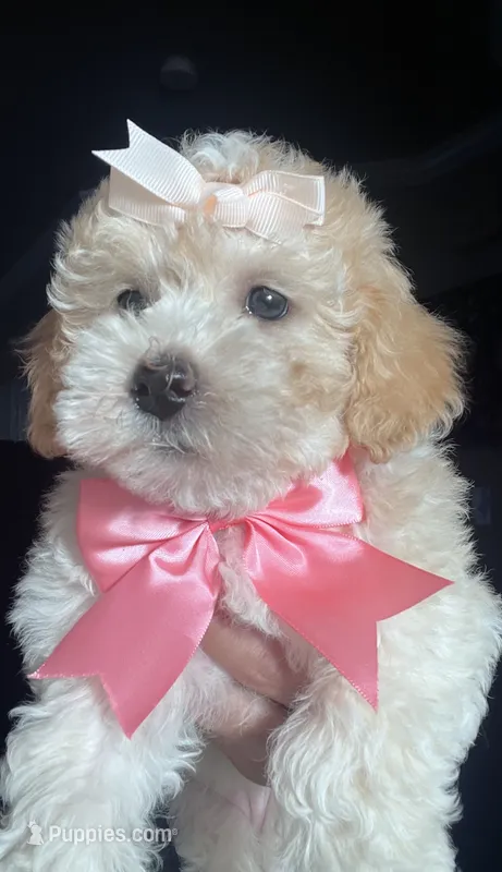 Nala – Maltipoo, Poodle - Toy  puppy for sale in Manteca, CA