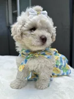 Princess , a female Maltipoo and Poodle - Toy  for sale in Manteca, CA – 2 of 8