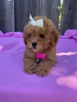 Peachy  , a female Maltipoo and Poodle - Toy  for sale in Manteca, CA – 4 of 8