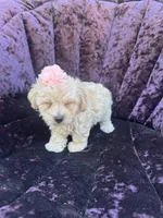 Teacup female 1, a female Maltipoo and Poodle - Toy  for sale in Manteca, CA – 7 of 7