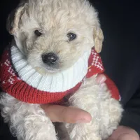 Minnie, a female Maltipoo and Poodle - Toy  for sale in Manteca, CA – Photo 4 of 4