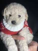 processed/a45a337c-74cd-42bf-a916-d1692b45e1db/listing/1056903a-c0d5-4f77-9c9f-9e1d62a5fa71/438d901e-2c70-4371-b87b-4a25f4ae48bf