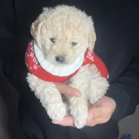 Minnie, a female Maltipoo and Poodle - Toy  for sale in Manteca, CA – Photo 2 of 4