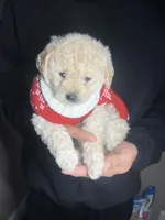 processed/a45a337c-74cd-42bf-a916-d1692b45e1db/listing/1056903a-c0d5-4f77-9c9f-9e1d62a5fa71/6dfb1ddc-bb66-4094-9a29-d0c773ccc15c