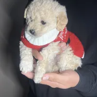 Minnie, a female Maltipoo and Poodle - Toy  for sale in Manteca, CA – Photo 3 of 4