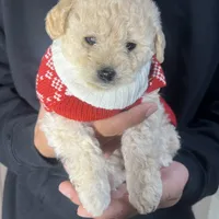 Minnie, a female Maltipoo and Poodle - Toy  for sale in Manteca, CA – Photo 1 of 4