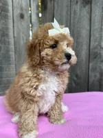 Layla, a female Maltipoo and Poodle - Toy  for sale in Manteca, CA – 2 of 4
