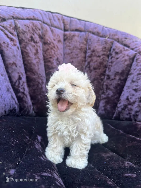 Teacup female 1 – Maltipoo, Poodle - Toy  puppy for sale in Manteca, CA