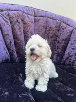 Teacup female 1, a female Maltipoo and Poodle - Toy  for sale in Manteca, CA – 1 of 7