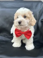Chester , a male Maltipoo and Poodle - Toy  for sale in Manteca, CA – 2 of 6