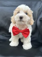 Chester , a male Maltipoo and Poodle - Toy  for sale in Manteca, CA – 5 of 6