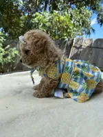 Nala, a female Maltipoo and Poodle - Toy  for sale in Manteca, CA – 6 of 10