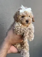Peachy , a female Maltipoo and Poodle - Toy  for sale in Manteca, CA – 5 of 6