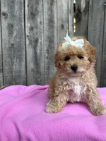 Daysi, a female Maltipoo and Poodle - Toy  for sale in Manteca, CA – 2 of 5