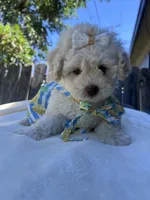 Princess , a female Maltipoo and Poodle - Toy  for sale in Manteca, CA – 8 of 8