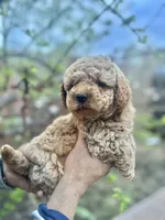 Milo, a male Maltipoo and Poodle - Toy  for sale in Manteca, CA – 6 of 7