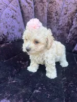 Teacup female 1, a female Maltipoo and Poodle - Toy  for sale in Manteca, CA – 5 of 7