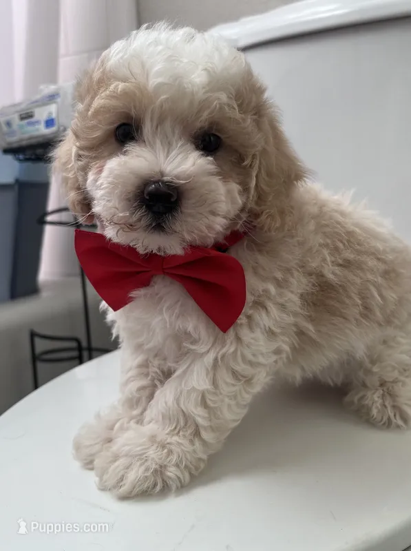 Gunter – Maltipoo, Poodle - Toy  puppy for sale in Manteca, CA