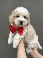 Chester , a male Maltipoo and Poodle - Toy  for sale in Manteca, CA – 4 of 6