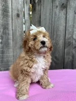 Layla, a female Maltipoo and Poodle - Toy  for sale in Manteca, CA – 1 of 4