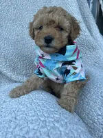 Cooper, a male Maltipoo and Poodle - Toy  for sale in Manteca, CA – 5 of 5
